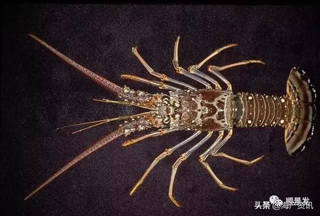 各国海鲜大盘点,今年过年最值得入手的海鲜