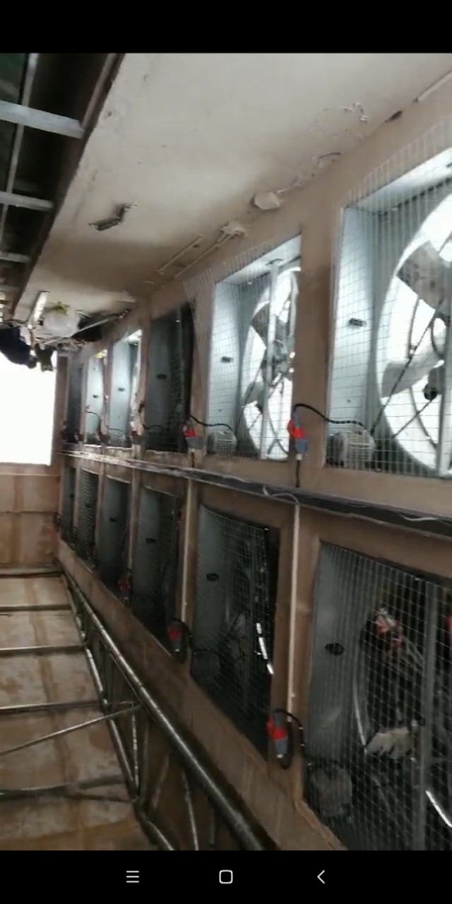 养鸡系统鸡舍,养鸡如何降低成本做好保温