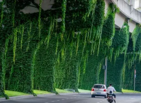 成都二环绿化,成都二环绿植视频