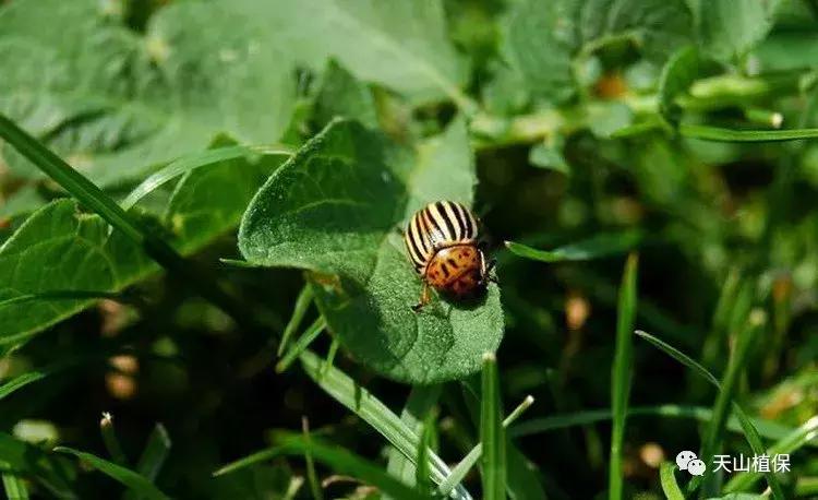 十大杀卵杀虫剂,十大类型杀虫剂