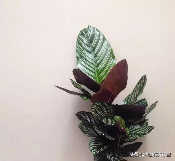 打翻了调色盘的花,打翻了调色盘的美景