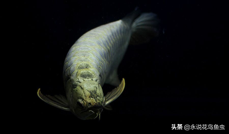 龙鱼身上的垢是褪去还是掉下来,龙鱼上面鳞片的黑垢怎么快速脱掉