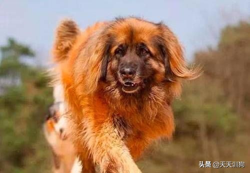 为什么德国犬种那么多,德国大型犬有哪些