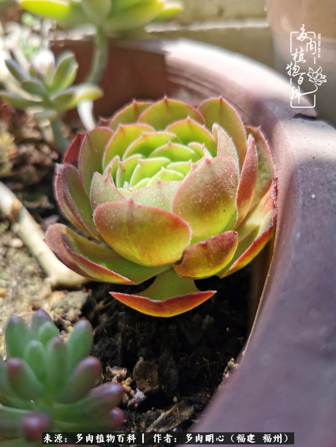 唯美雅致意境飘逸的多肉,蝶舞悠然多肉视频