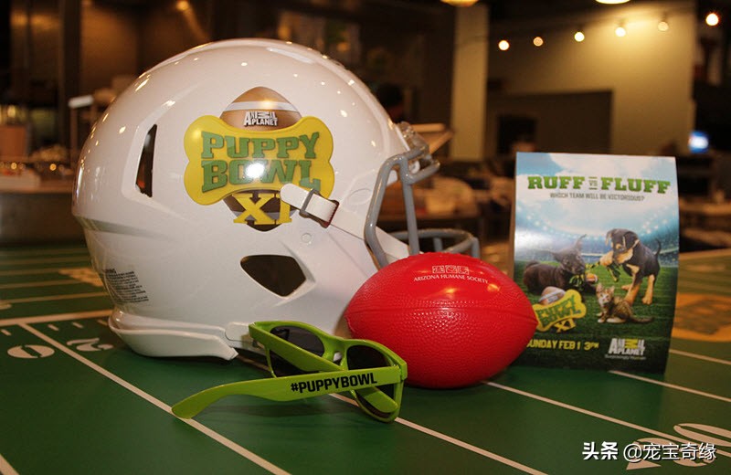 缇庡浗鐘被澶ц禌,缇庡浗鐙楃嫍姣旇禌缁艰壓