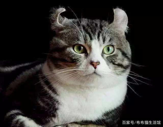 世界45种名犬图片大型犬,世界100种猫图片