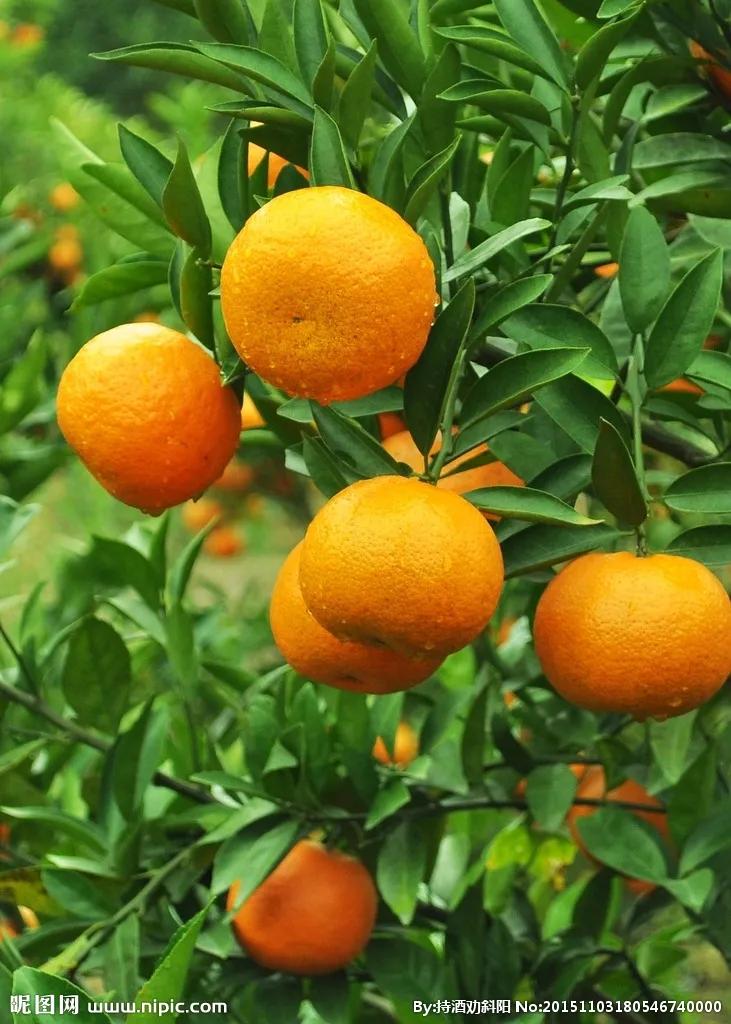 六种常见水果,中国常见水果品种图片及名称