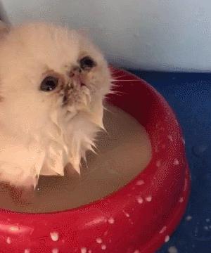 萌出血的猫,萌出血的小奶猫