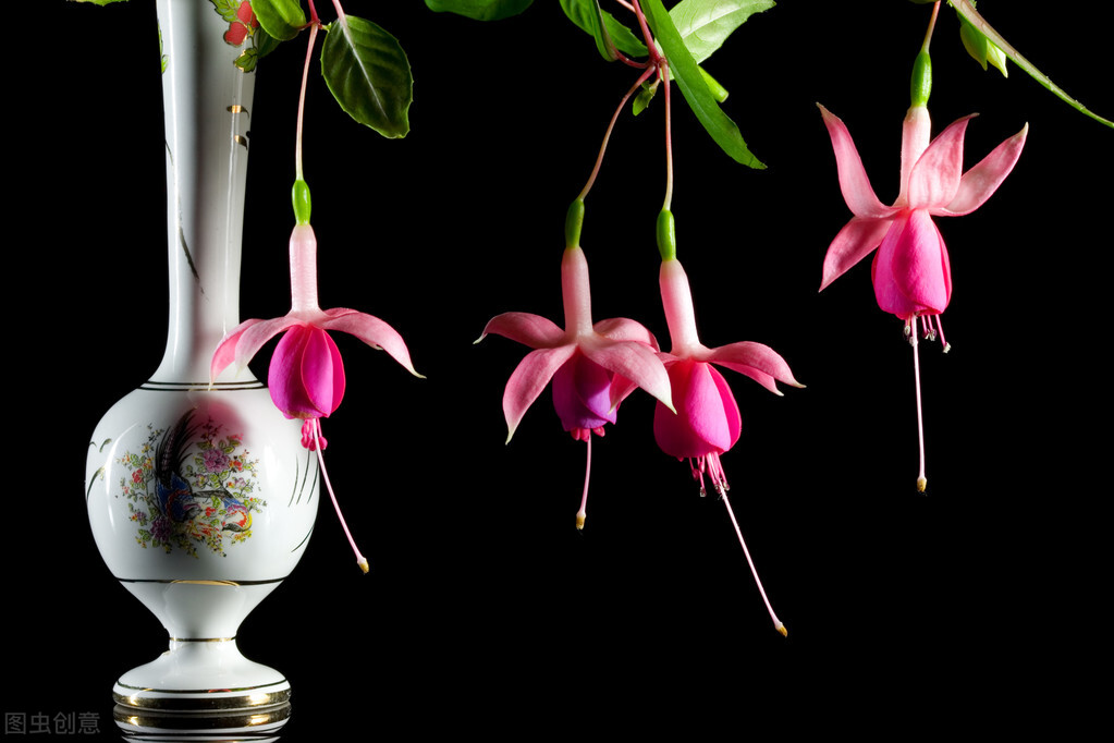 那些令人赞叹的庭院花卉,5种庭院生活方式的花卉