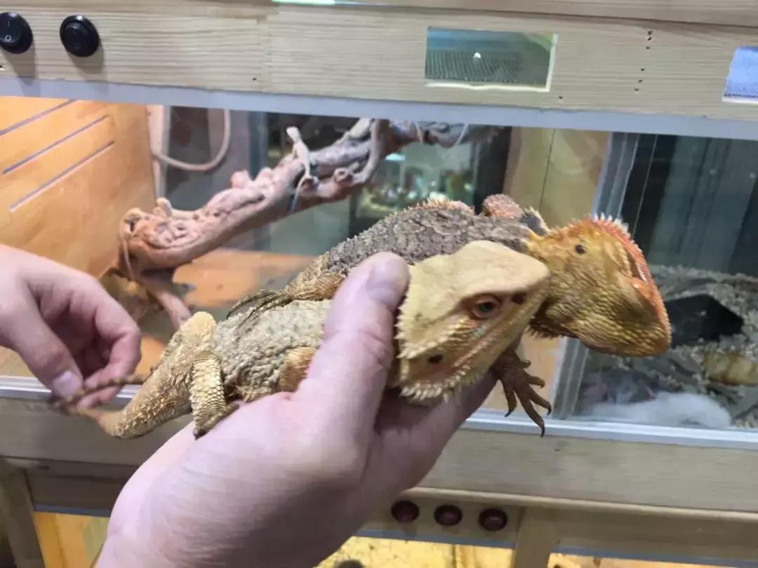 出售巨蜥,养粗脖巨蜥合法吗