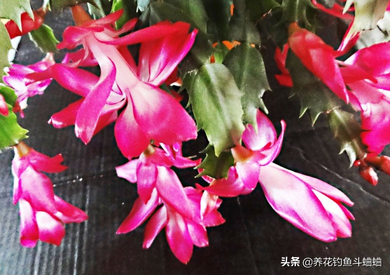 蟹爪兰花缺肥叶片会打蔫吗,蟹爪兰花苞少怎么办