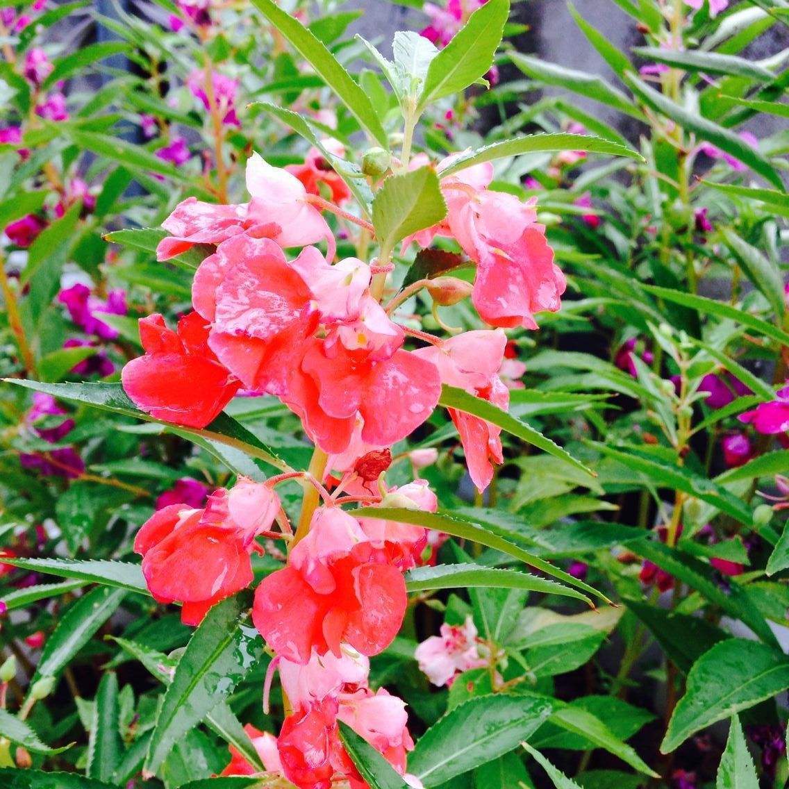 凤仙花怎么种最好,凤仙花种植美篇