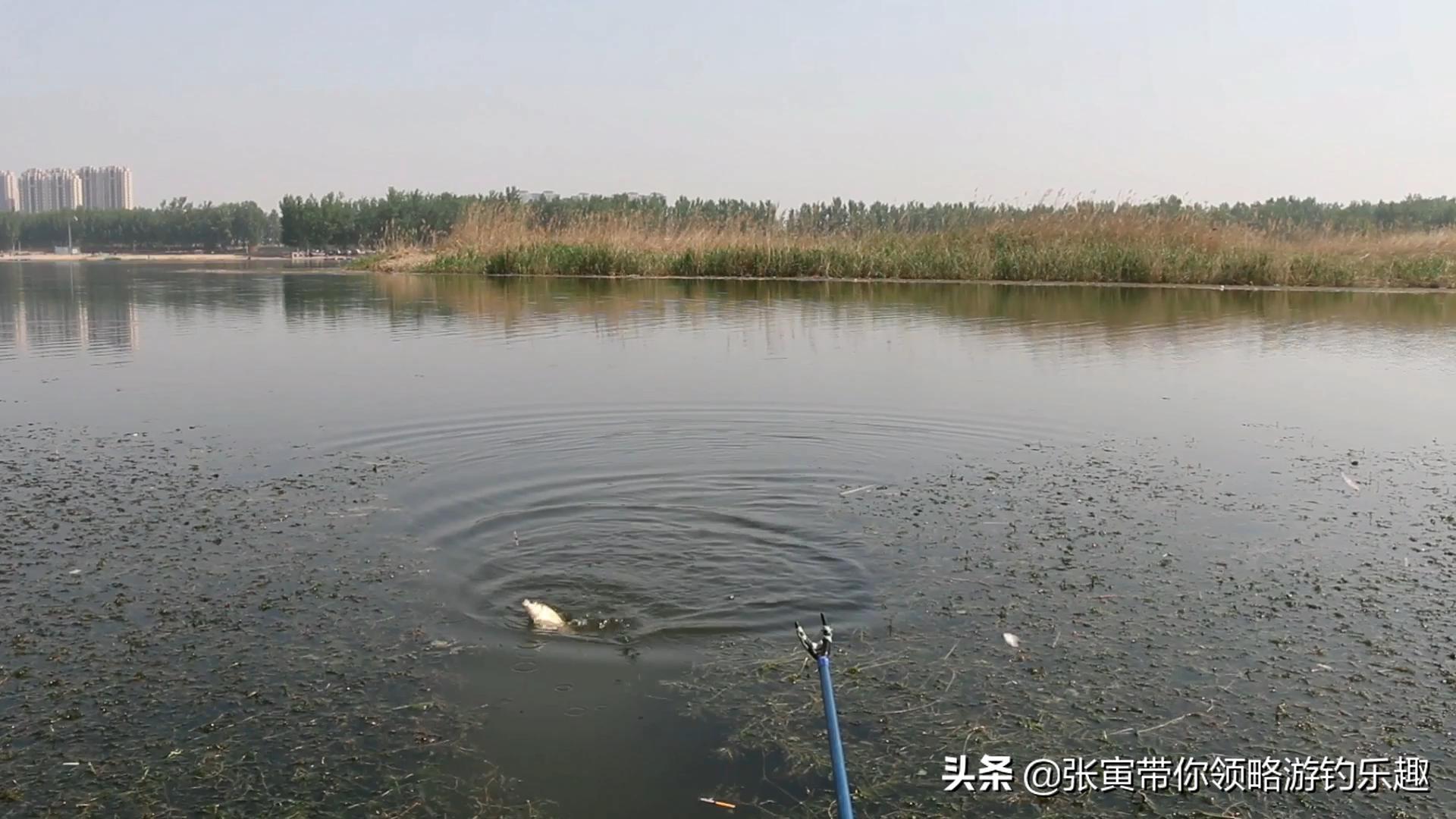 隐形斑点伪装鱼线是正品吗,揭秘虚假鱼线的秘密