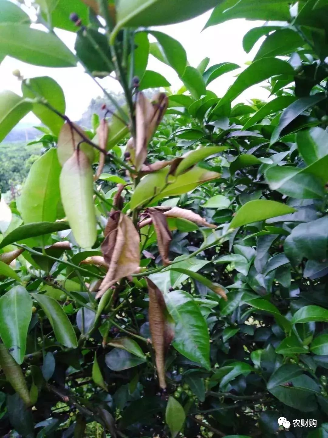 炭疽如何治疗以及预防,炭疽的预防和治疗