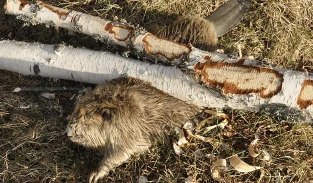 河狸皮毛的优点,河狸皮毛十分名贵