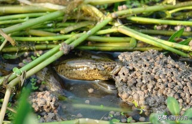 黄鳝洞是怎么找的有什么技巧,黄鳝洞寻找技巧