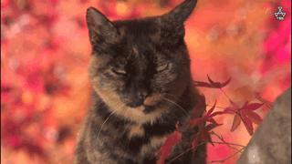 大家都在争抢猫爪杯？吸猫的最高境界，带着摄影机“猫步走天下”