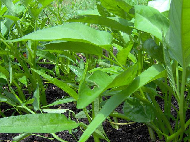 种植空心菜弊端有哪些问题,种植空心菜要注意什么