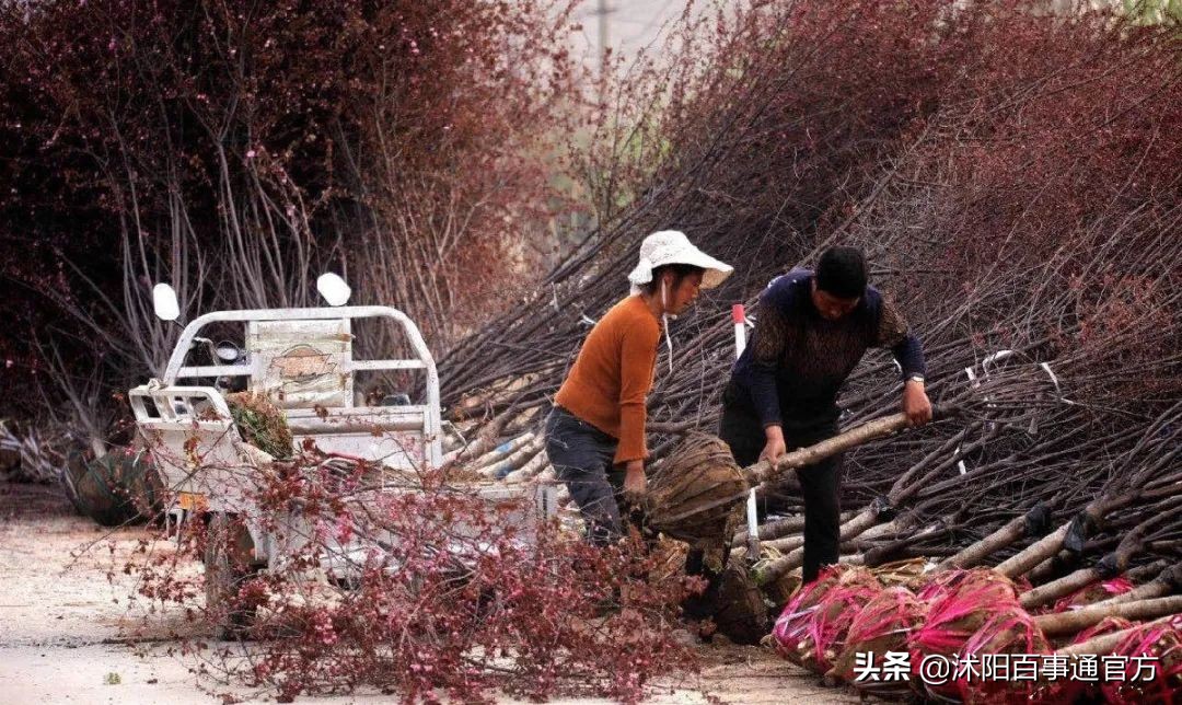 沭阳23个重大项目是哪些,沭阳重点发展的4个城镇