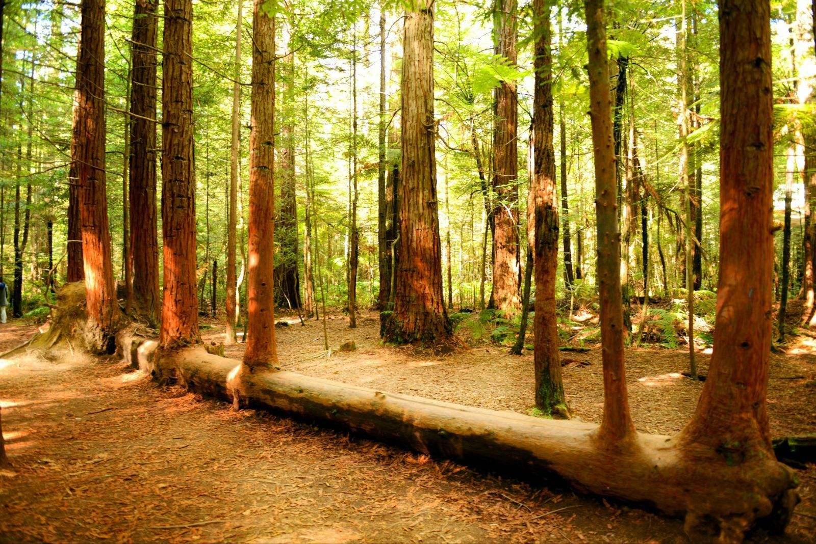 刺猬紫檀红木家具是什么档次,刺猬紫檀木家具好吗