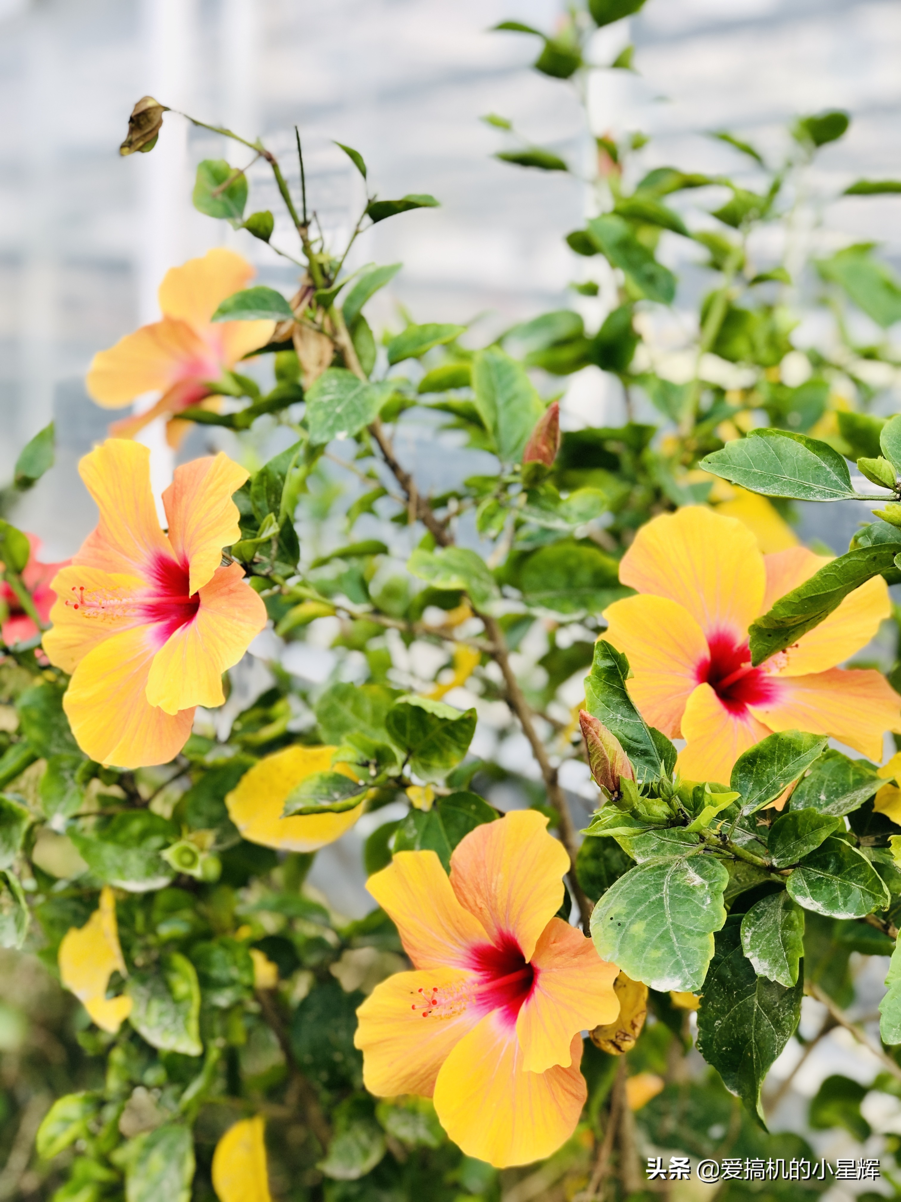 小米10现在使用感受,小米10细节使用感受