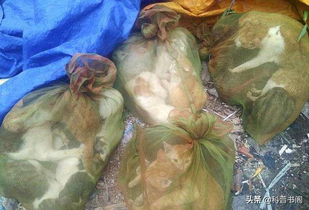 越南人为什么吃猫会如此上瘾,越南人为什么要吃那么多猫