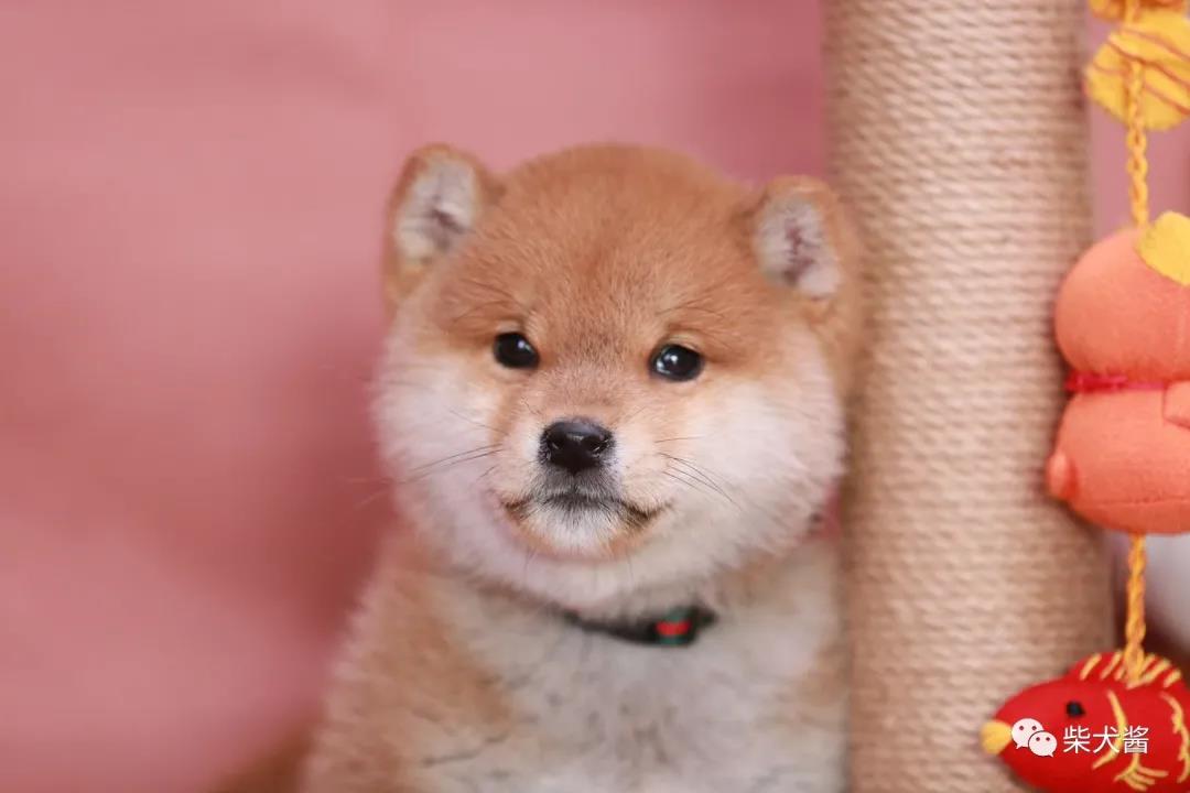 上海哪里可以买到柴犬,上海哪里买柴犬最好