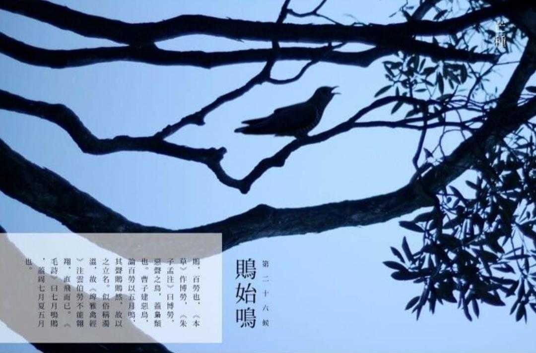 芒种二十四节气什么意思,二十四节气芒种背景音乐