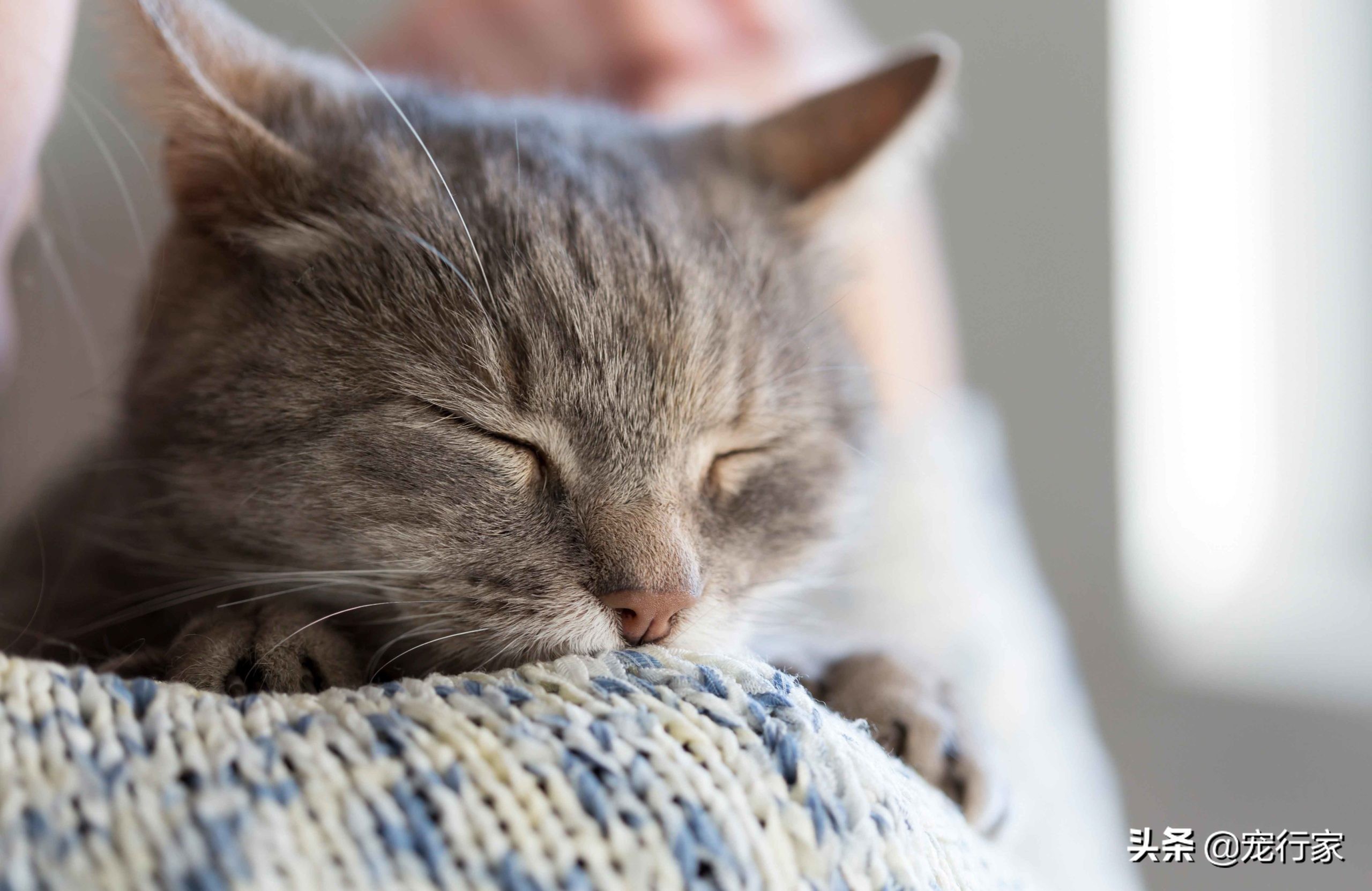 猫咪能反映出它的健康状况吗,猫咪有这些行为其实代表猫咪难过