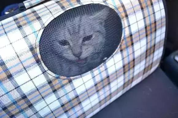 带猫这样玩才过瘾！史上最全遛猫攻略越看越爽