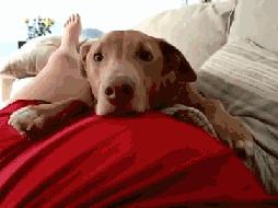 狗狗被孕妈肚子里的宝宝踢了一脚,狗狗怀孕宝宝踢肚子会生吗