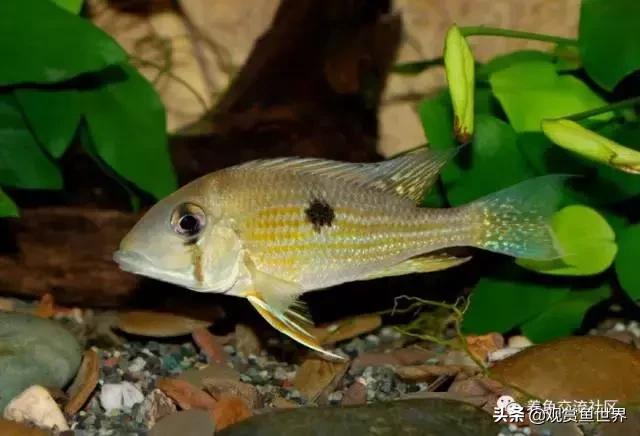 食土鲷一般多大尺寸,食土鲷哪个品种小一点