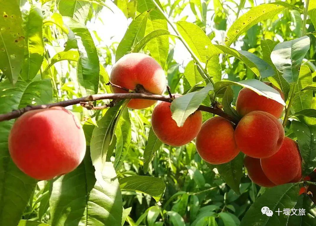 十堰新鲜采摘桃,十堰西沟桃子