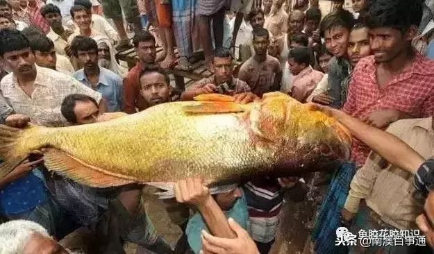 涨知识系列详解,涨知识简短