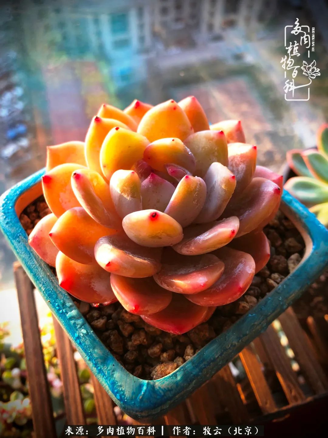 多肉植物一样的生机勃勃,多肉生活充满诗意