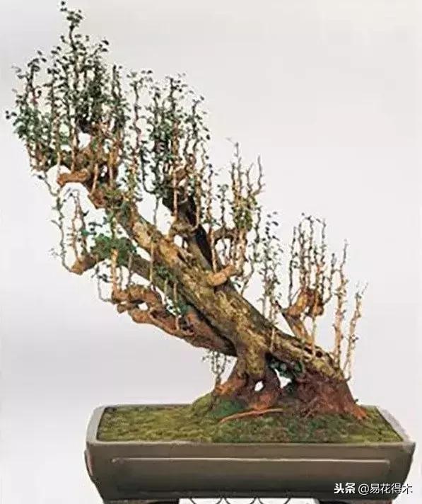 丛林式精品盆景欣赏,丛林盆景浅盆