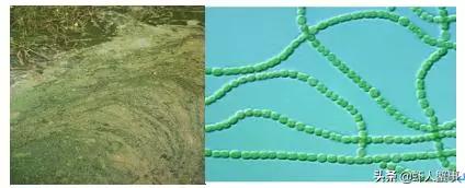 绿藻蓝藻青苔怎么区别,为什么藻类不容易存活