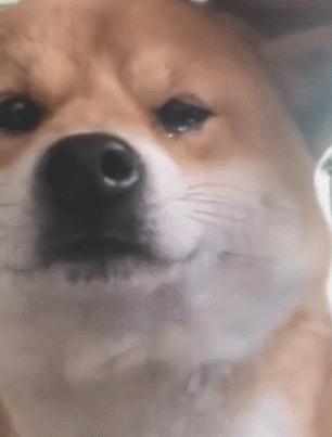 狗狗爱流泪怎么治疗,狗狗流泪的6大原因