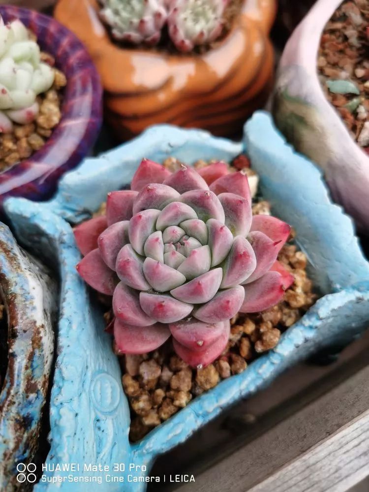 冬日如何更好地养多肉,冬天可以户外养护的多肉