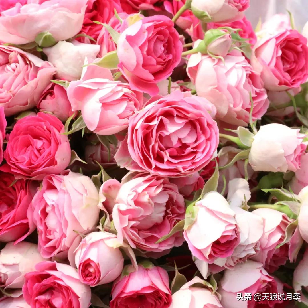 人家最美四月天，天狼自育终于打折了！15个品种供你宠信。