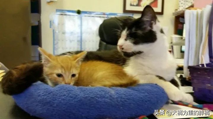 猫咪被车撞了瘫软无力无呼吸,猫咪被撞后急救