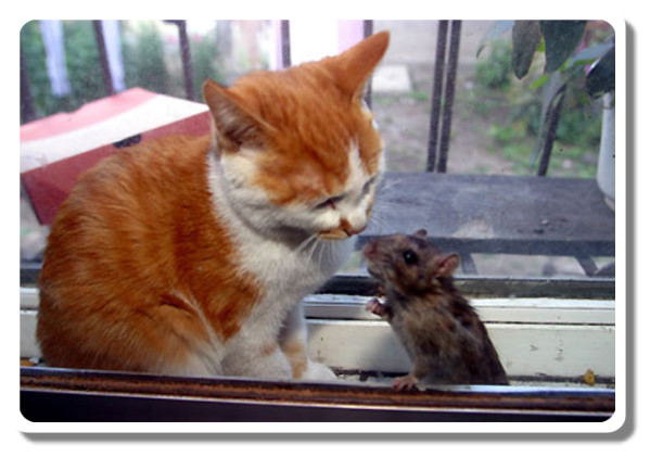 李时珍不吃猫的原因,李时珍为什么说猫不能吃鲜鱼