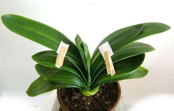 君子兰叶子长歪了怎么处理,君子兰的叶子长歪了如何矫正