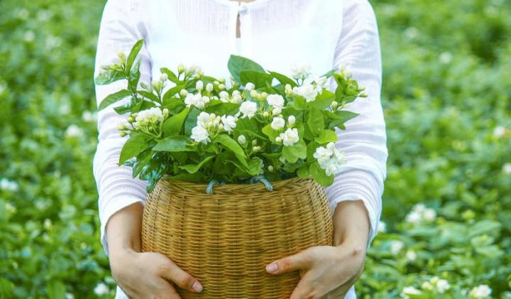 茉莉花香味的香水推荐,茉莉主调的香水