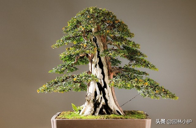 什么样的树桩适合做盆景,一般什么树桩可以做盆景