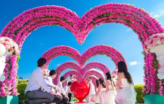 去百万葵园旅游,带小孩去百万葵园玩