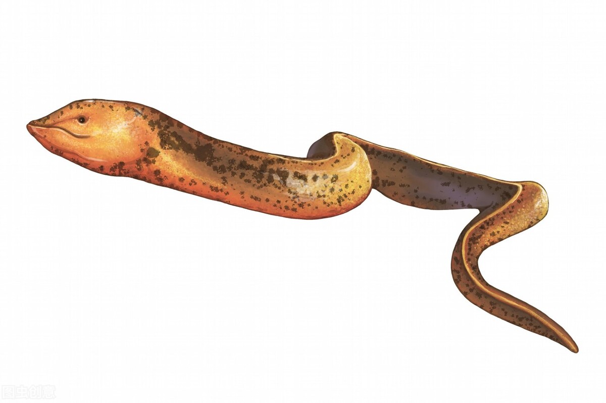 关于黄鳝的民间故事,黄鳝的民间传说来历