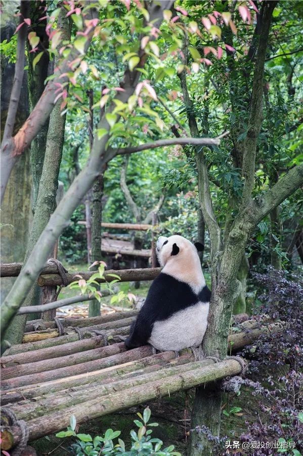 贝窝：与你“童”行丨来长隆，一起撒欢，一起找回儿时欢乐