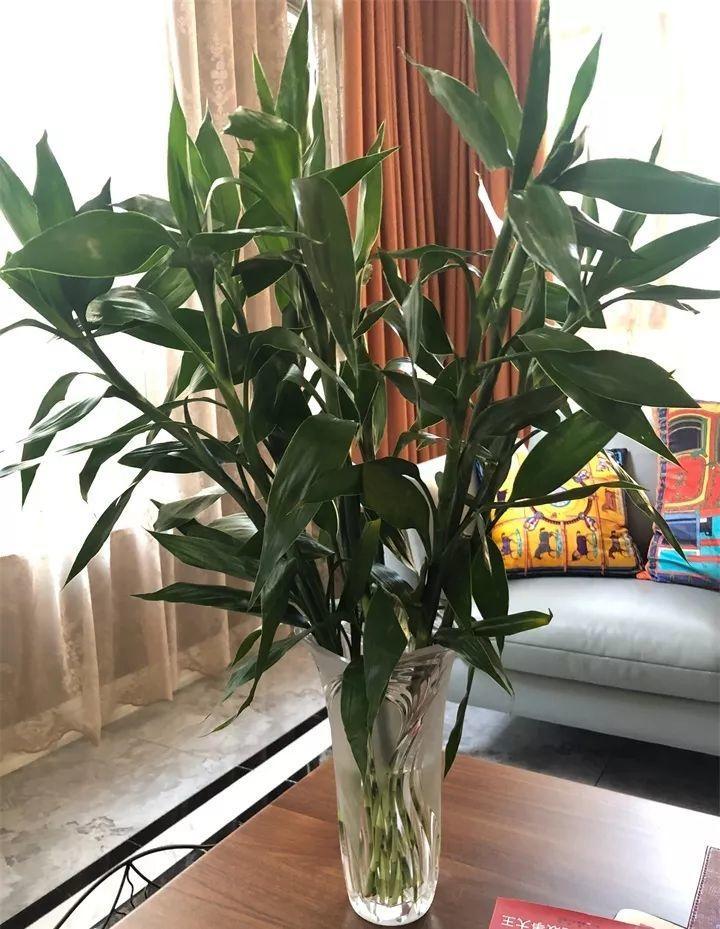 养花新手不知道养什么，就选这几种植物，轻松养爆盆