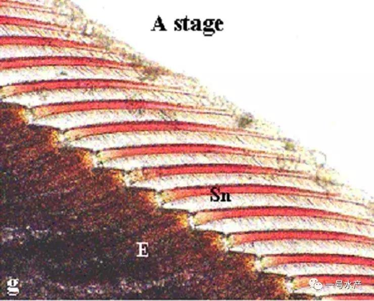 养虾脱壳期技巧和注意事项,养殖虾脱壳后需补什么